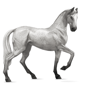 ridehest appaloosa brun snowflake