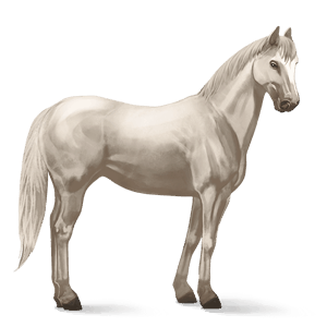 ridehest quarter horse cremello