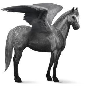 ridepegasus argentinsk criollo epleskimmel