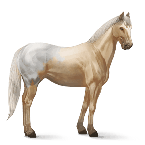 ridehest quarter horse palomino