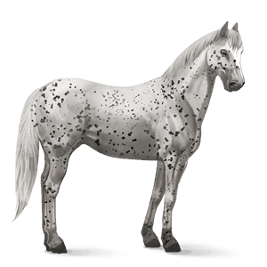 ridehest appaloosa svart leopard