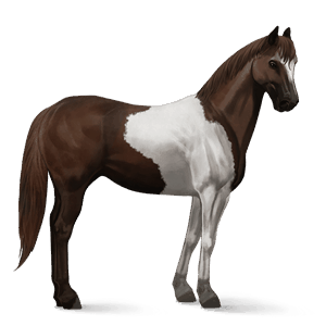 ridehest american paint horse leverfuks tobiano