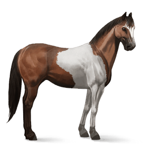 ridehest american paint horse brun tobiano