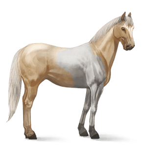 ridehest palomino tobiano