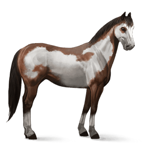 ridehest american paint horse brun overo