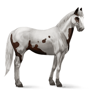 ridehest american paint horse mørkebrun tobiano