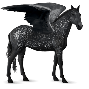 ridepegasus knabstruper svart snowflake