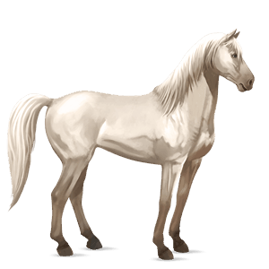 ridehest quarter horse cremello