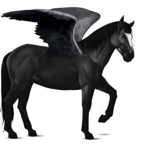 ridepegasus svart