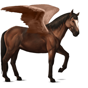 ridepegasus nokotahest brun overo