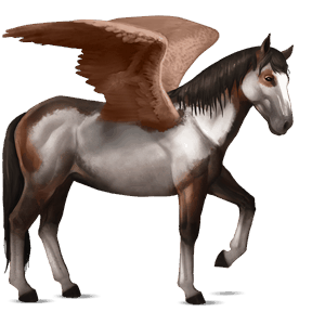 ridepegasus nokotahest brun overo