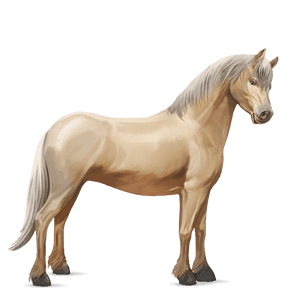 ponni welsh palomino