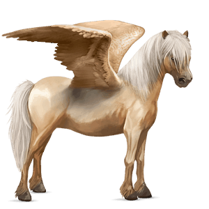 pegasus-ponni welsh palomino