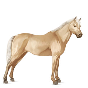 ponni haflinger palomino