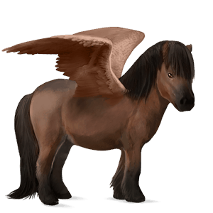 pegasus-ponni shetlandsponni brun