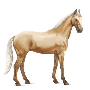 ridehest quarter horse palomino