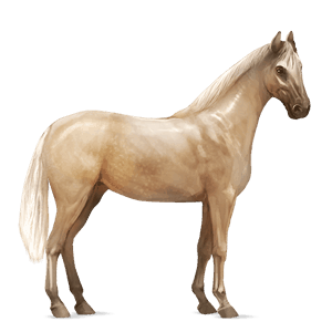 ridehest quarter horse palomino