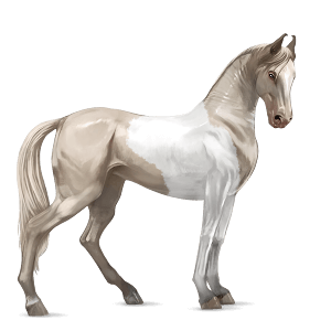 ridehest marwari cremello tobiano